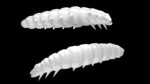 Larva 001 WHITE.jpg
